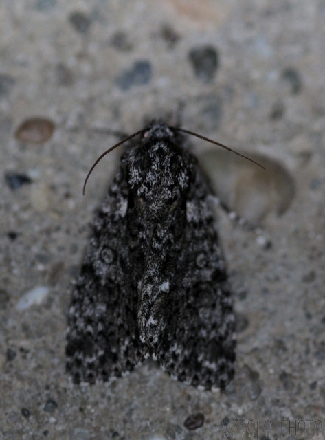 Acronicta rumicis - sóska-szigonyosbagoly