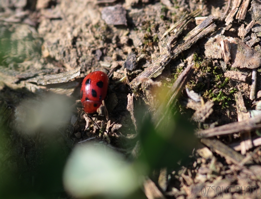 Gonioctena fornicata - közönséges lucernabogár
