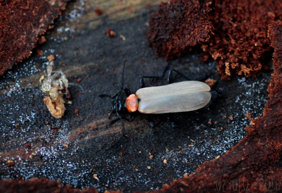 Pyrochroa coccinea - nagy bíborbogár