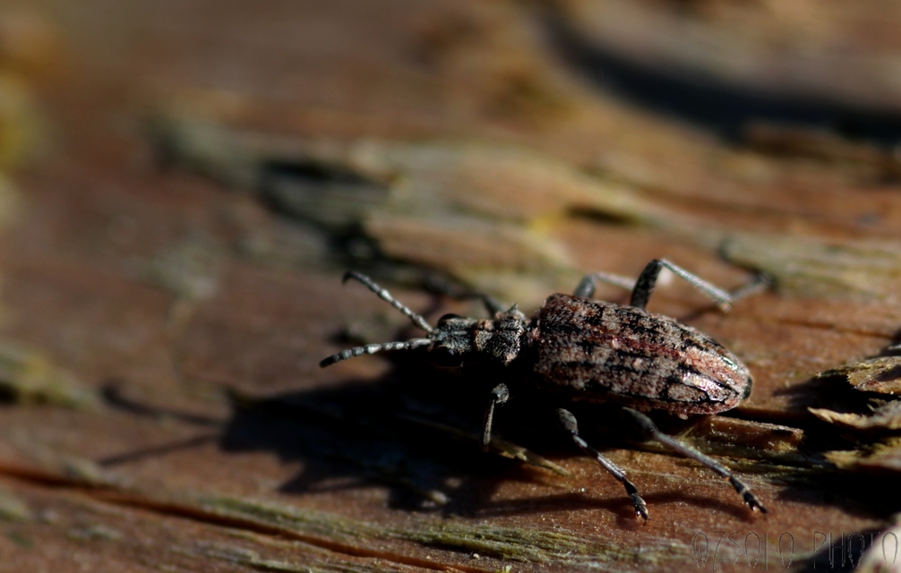 Rhagium inquisitor - fenyves-tövisescincér