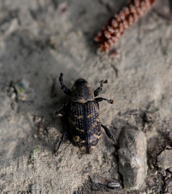 Hylobius abietis - nagy fenyvesormányos