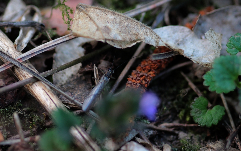 Plecoptera - Álkérészek