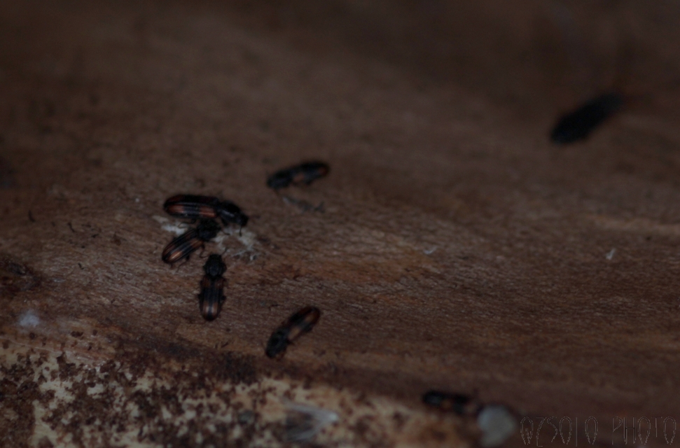 Bitoma crenata - szalagos héjbogár