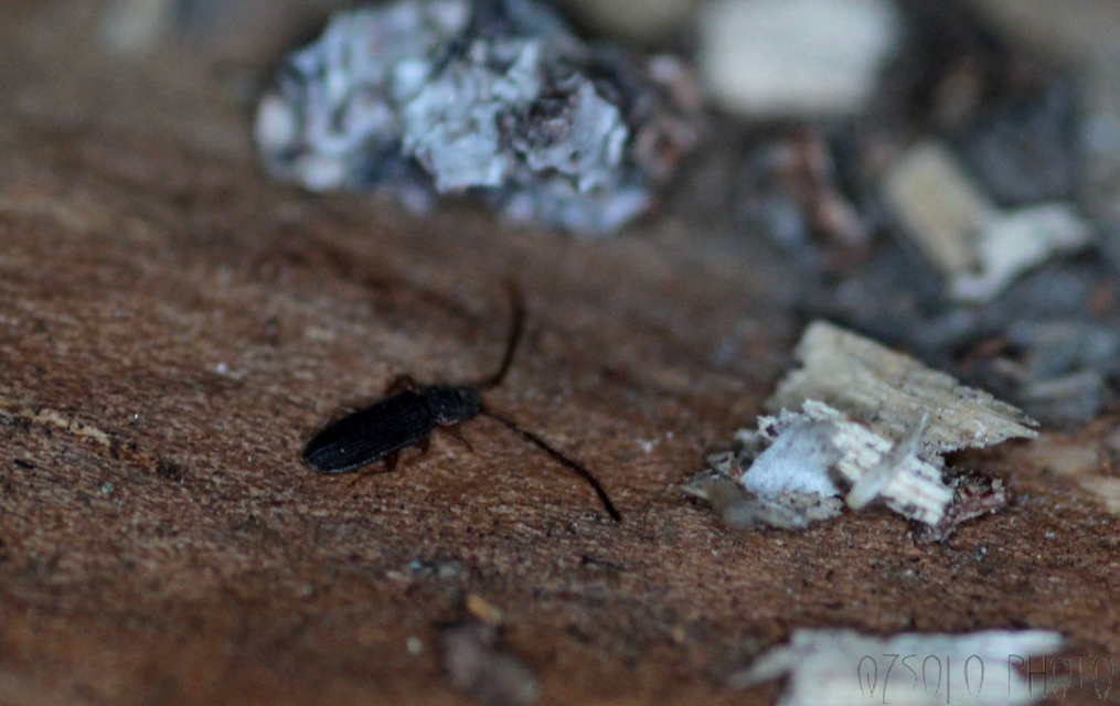 Uleiota planatus - hosszúcsápú fogasnyakú-lapbogár