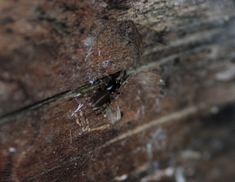 Dysderidae - fojtópókok