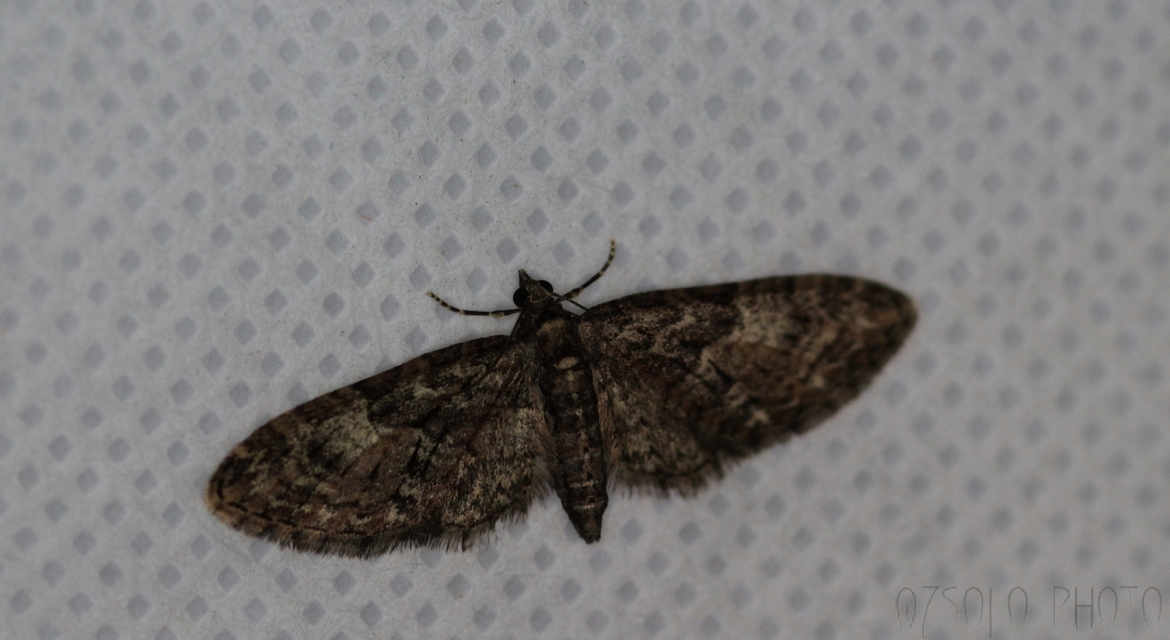 Eupithecia abbreviata - korai törpearaszoló