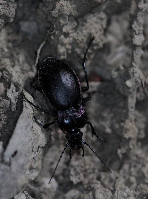 Carabus nemoralis - ligeti futrinka