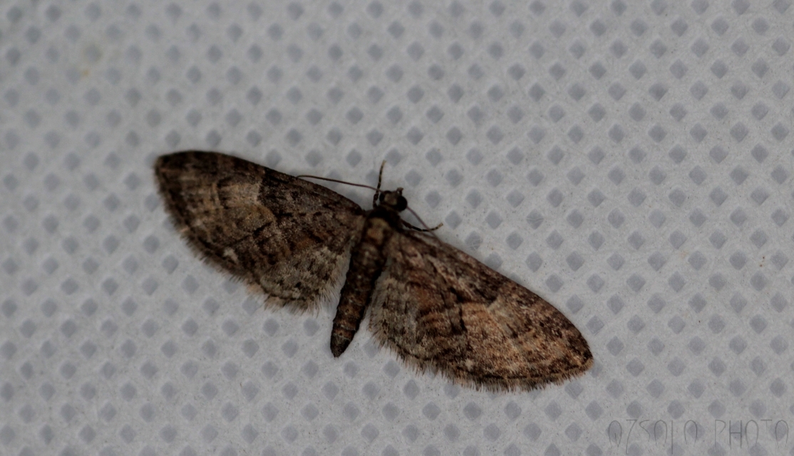 Eupithecia abbreviata - korai törpearaszoló