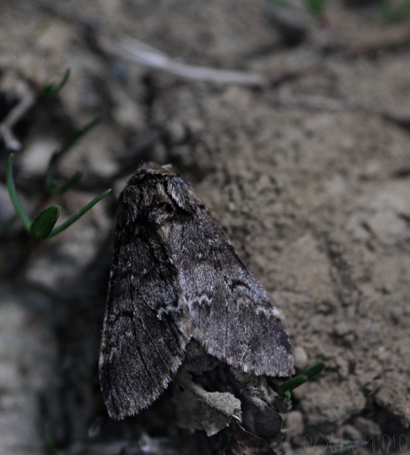 Drymonia ruficornis - cserfa-púposszövő