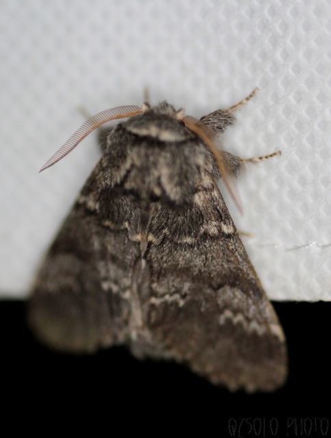 Drymonia ruficornis - cserfa-púposszövő