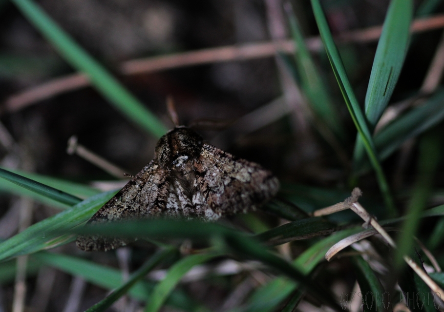 Biston strataria - barnapettyes araszoló