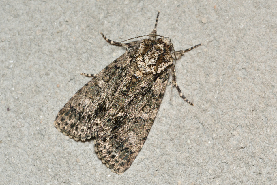 Acronicta rumicis - sóska-szigonyosbagoly