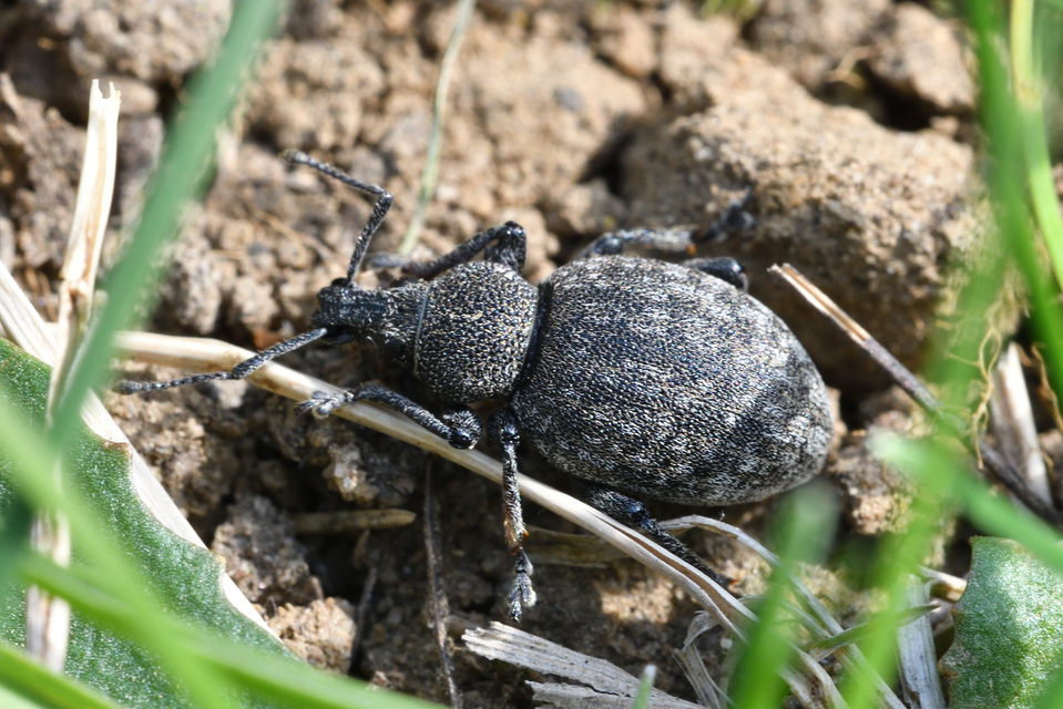 Otiorhynchus ligustici - vincellér-gyalogormányos