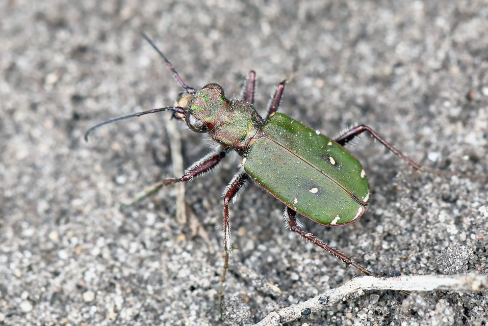 Cicindela campestris - mezei homokfutrinka