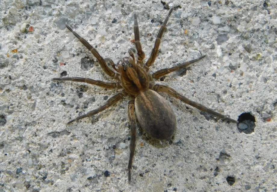 Trochosa