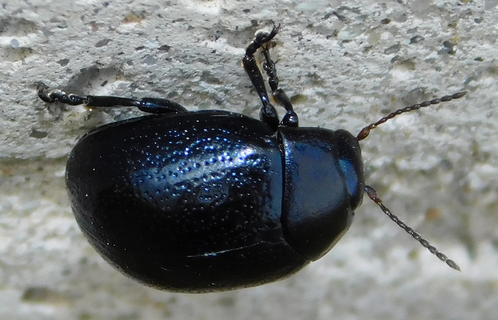 Chrysolina haemoptera - mezei levélbogár