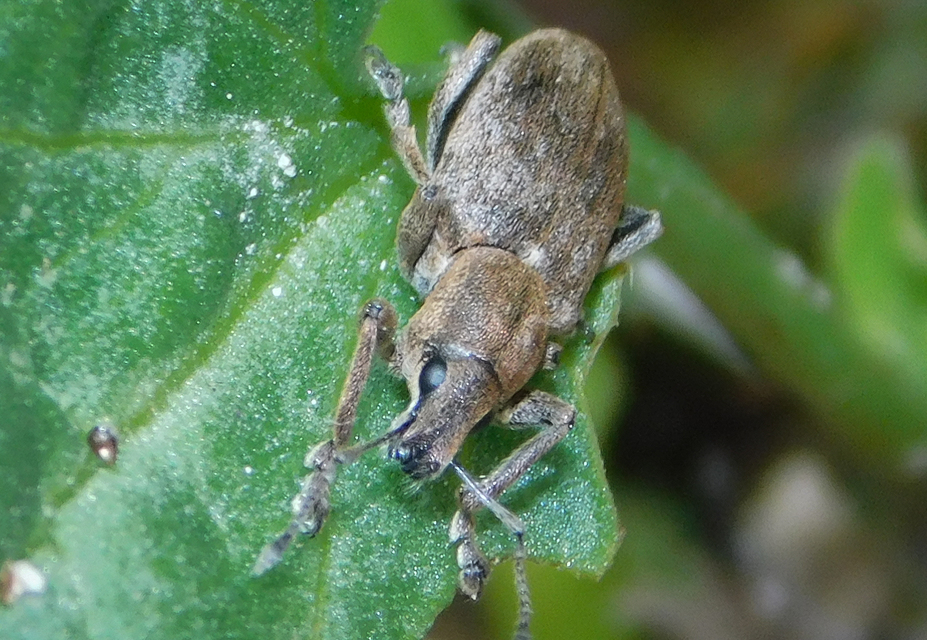 Tanymecus palliatus - közönséges hegyesfarúbarkó