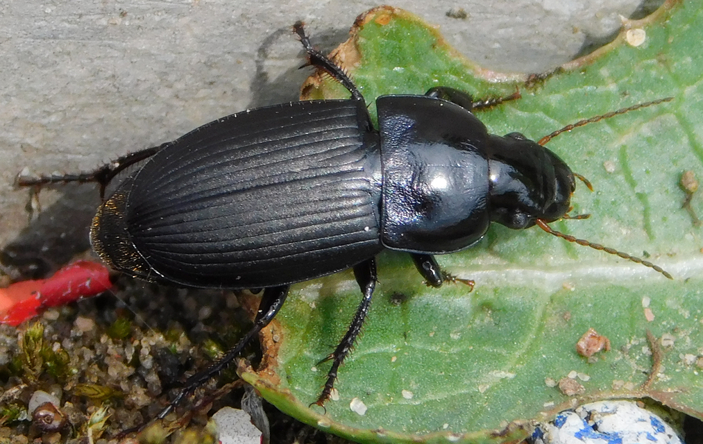 Harpalus caspius - keleti lomhafutó