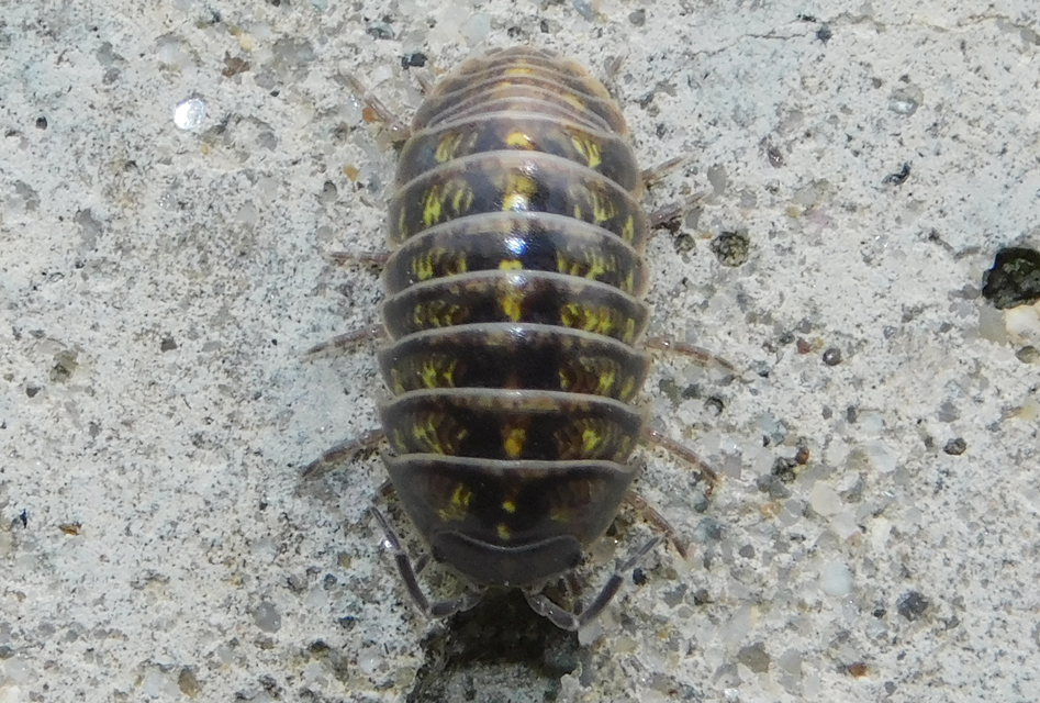 Armadillidium