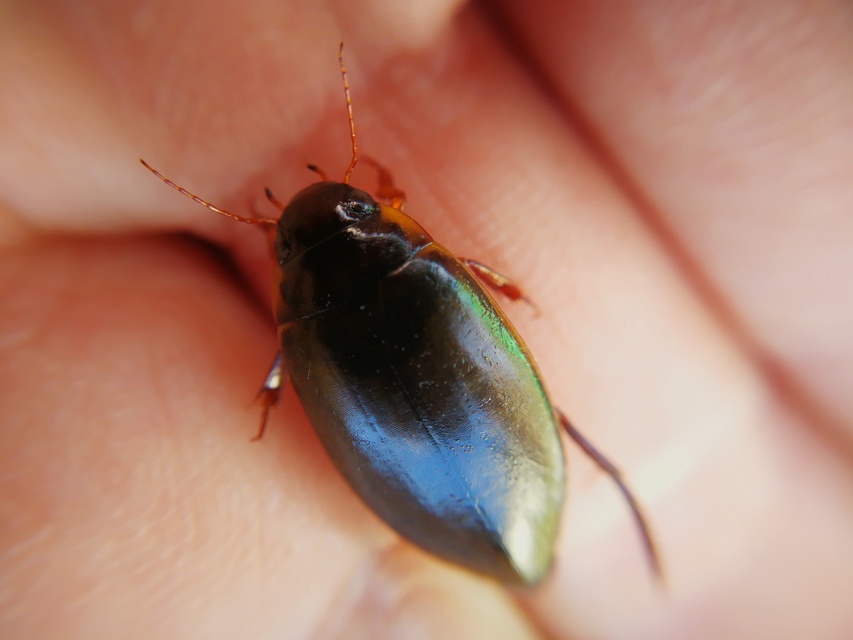 Colymbetes fuscus - gyakori recéscsíkbogár
