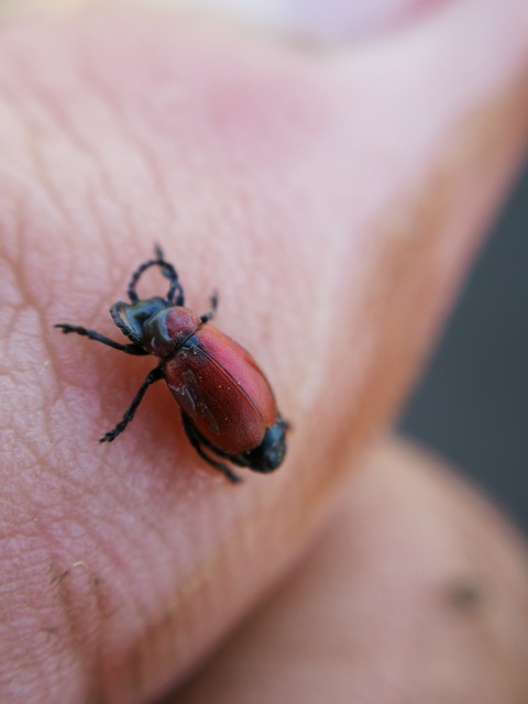 Galeruca melanocephala - lapos olajosbogár