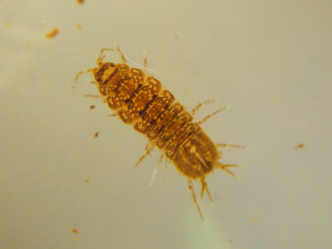 Proasellus pribenicensis - bodrogközi víziászka