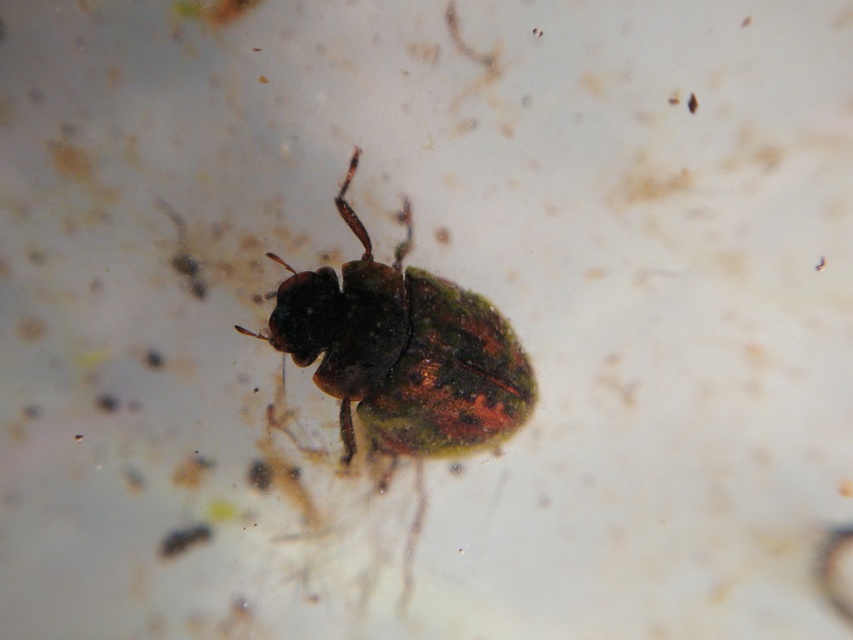 Spercheus emarginatus - ciripelő dajkacsibor