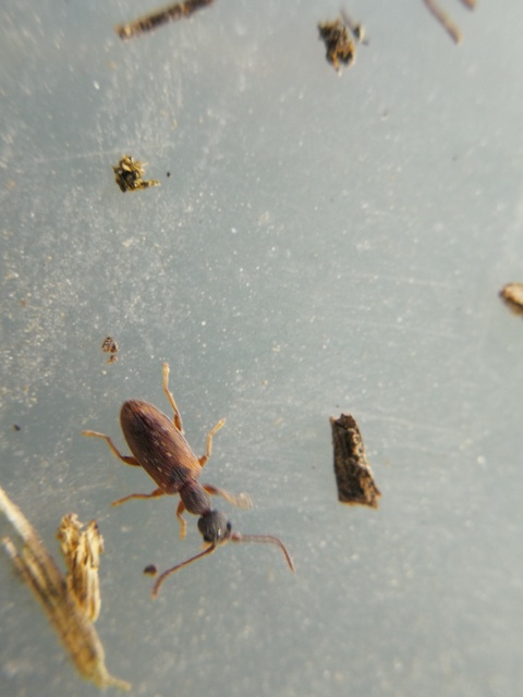 Endomia tenuicollis - keskenynyakú fürgebogár