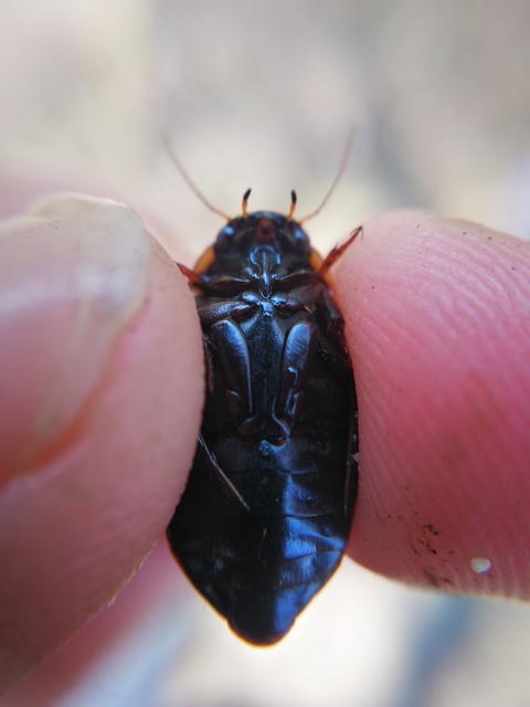 Colymbetes fuscus - gyakori recéscsíkbogár