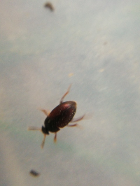 Leiodidae - pecebogárfélék Leiodidae - pecebogárfélék
