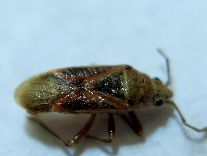 Arocatus longiceps - platánbodobács