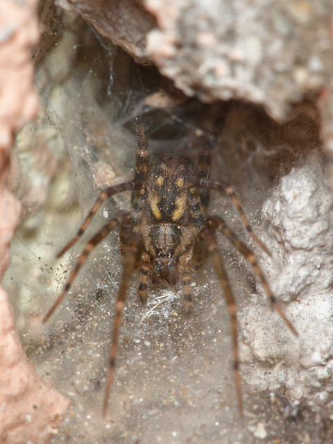 Tegenaria