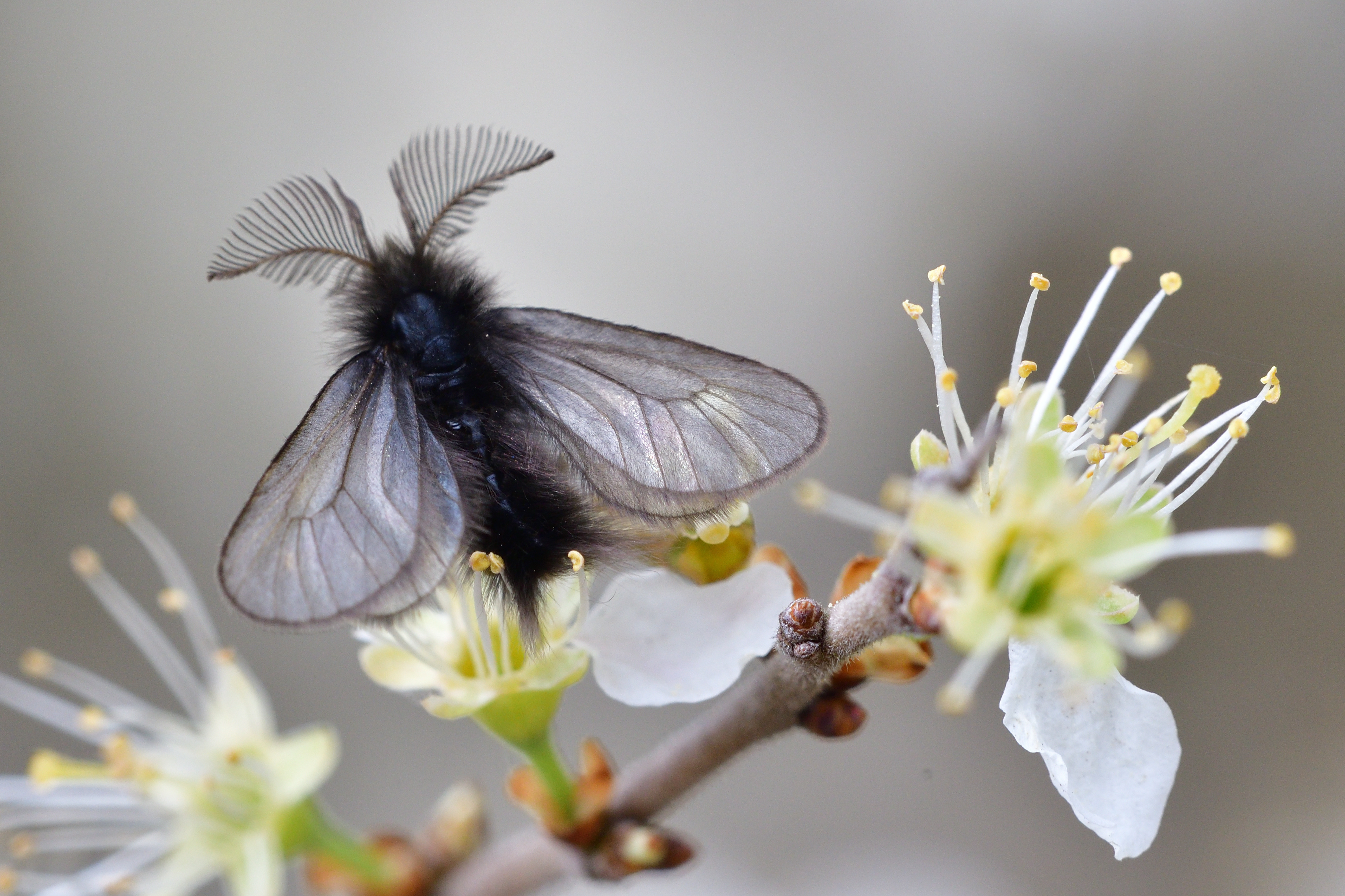 Ptilocephala muscella - tollas zsákhordólepke