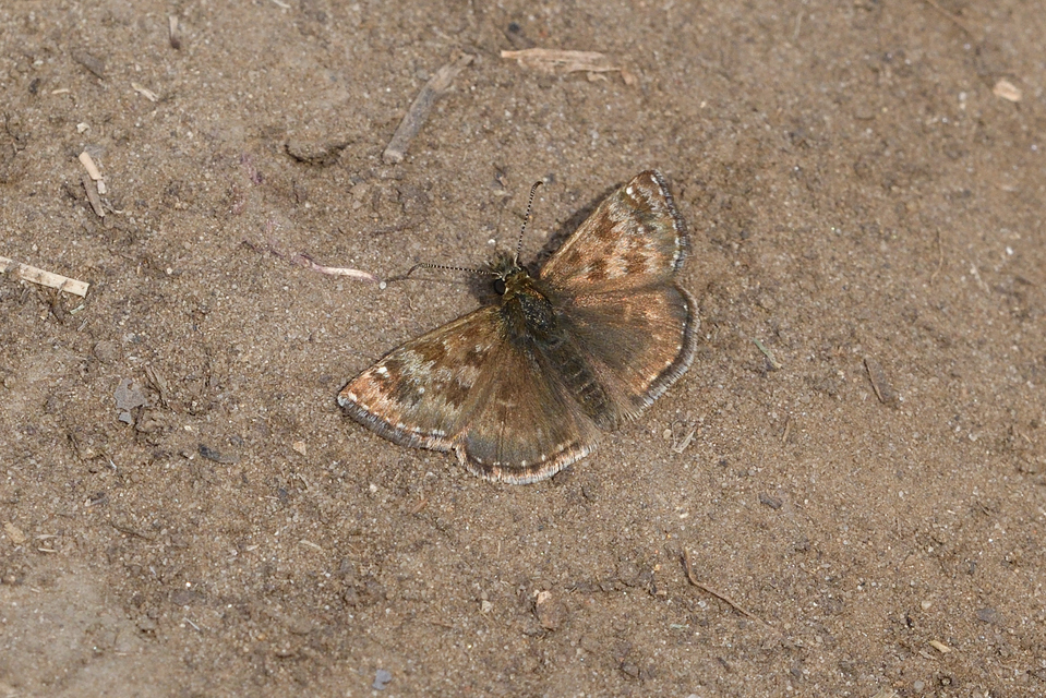 Erynnis tages - cigánylepke