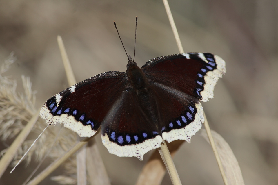 Nymphalis antiopa - gyászlepke