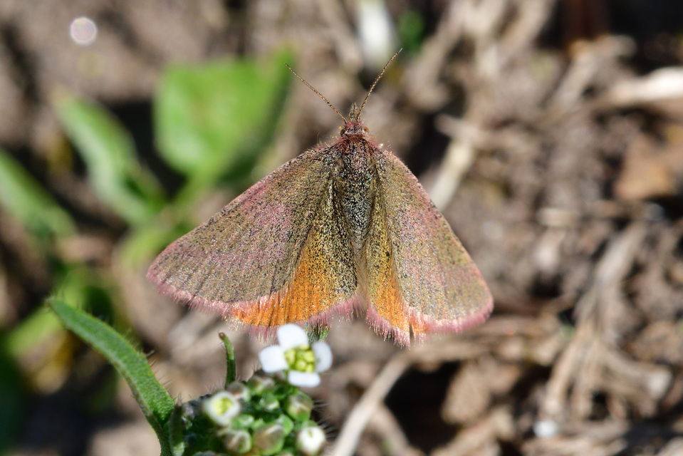 Lythria purpuraria - bíborsávos araszoló