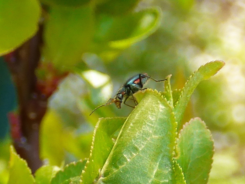 Malachius bipustulatus - kétfoltos bibircsesbogár