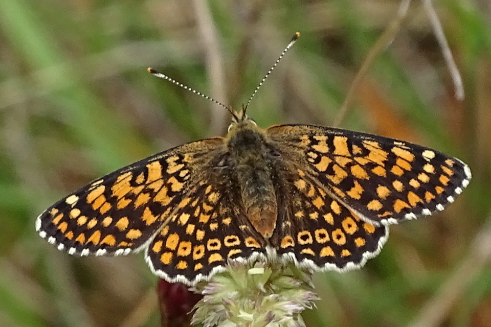 Melitaea cinxia - réti tarkalepke