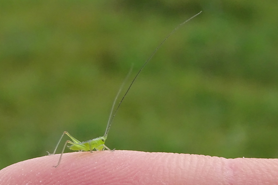 Conocephalus