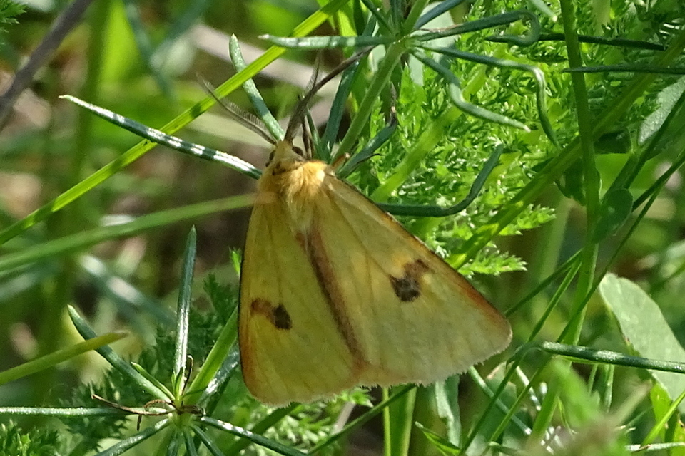 Diacrisia sannio - vörösszélű medvelepke