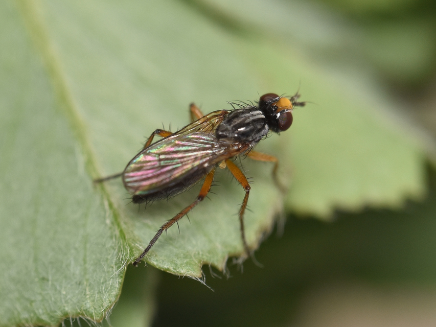 Scathophagidae