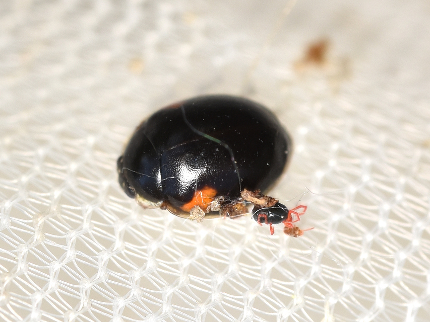 Adalia decempunctata - tízpettyes katica