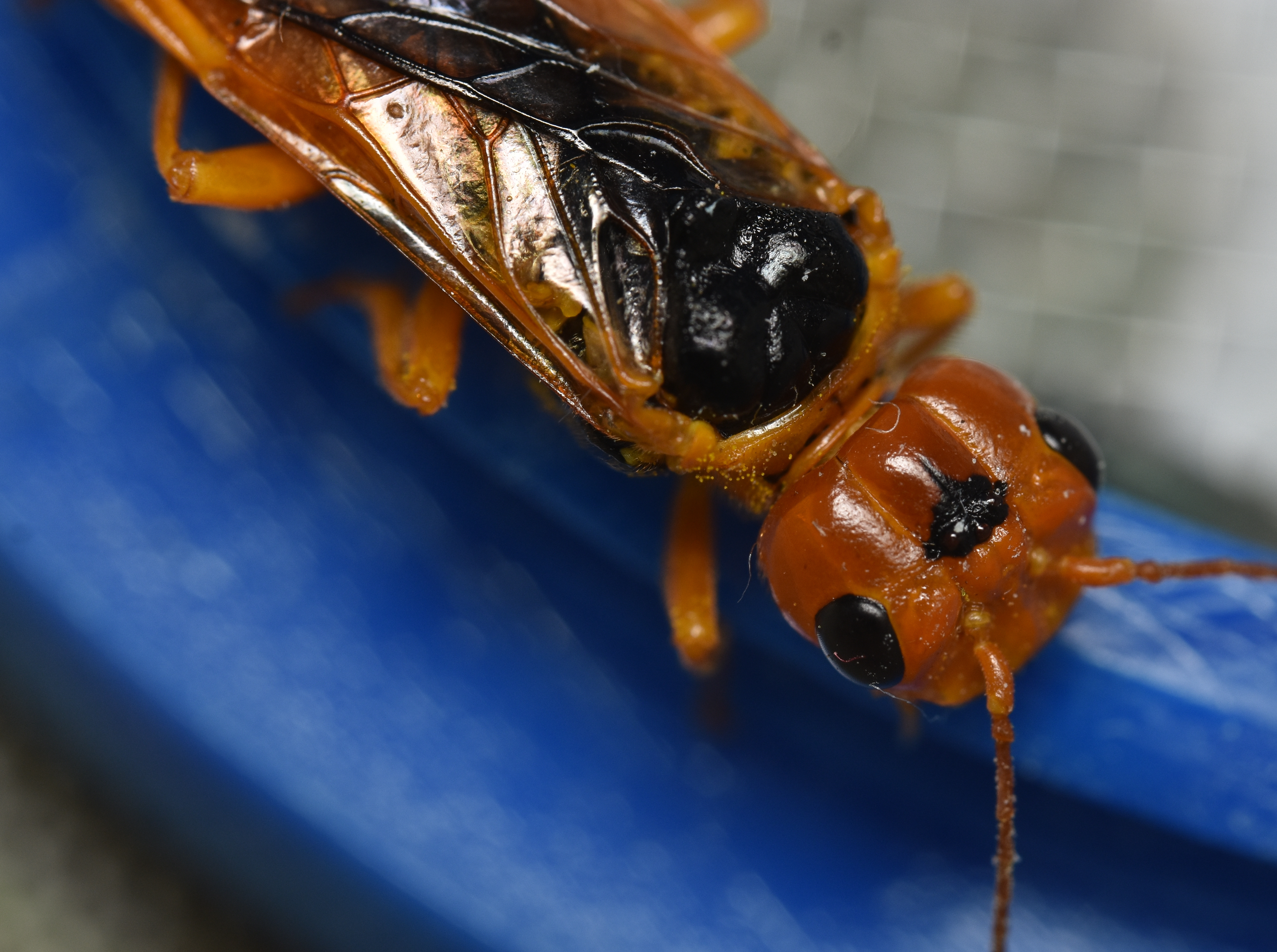 Pamphilius betulae