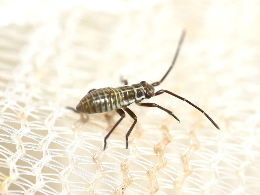 Leptopterna