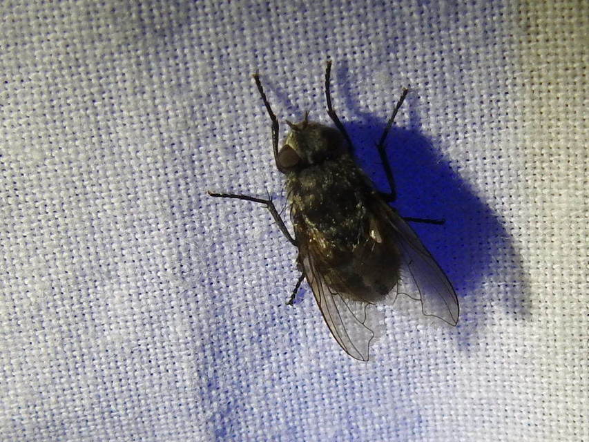 Pollenia