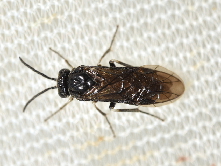 Tenthredinidae - valódi levéldarazsak