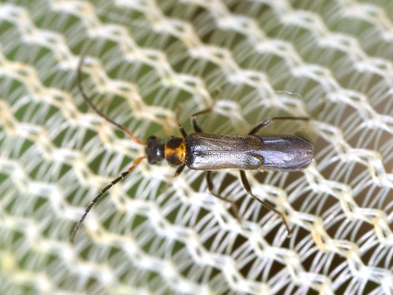 Malthodes dimidiaticollis - foltosnyakú törpelágybogár