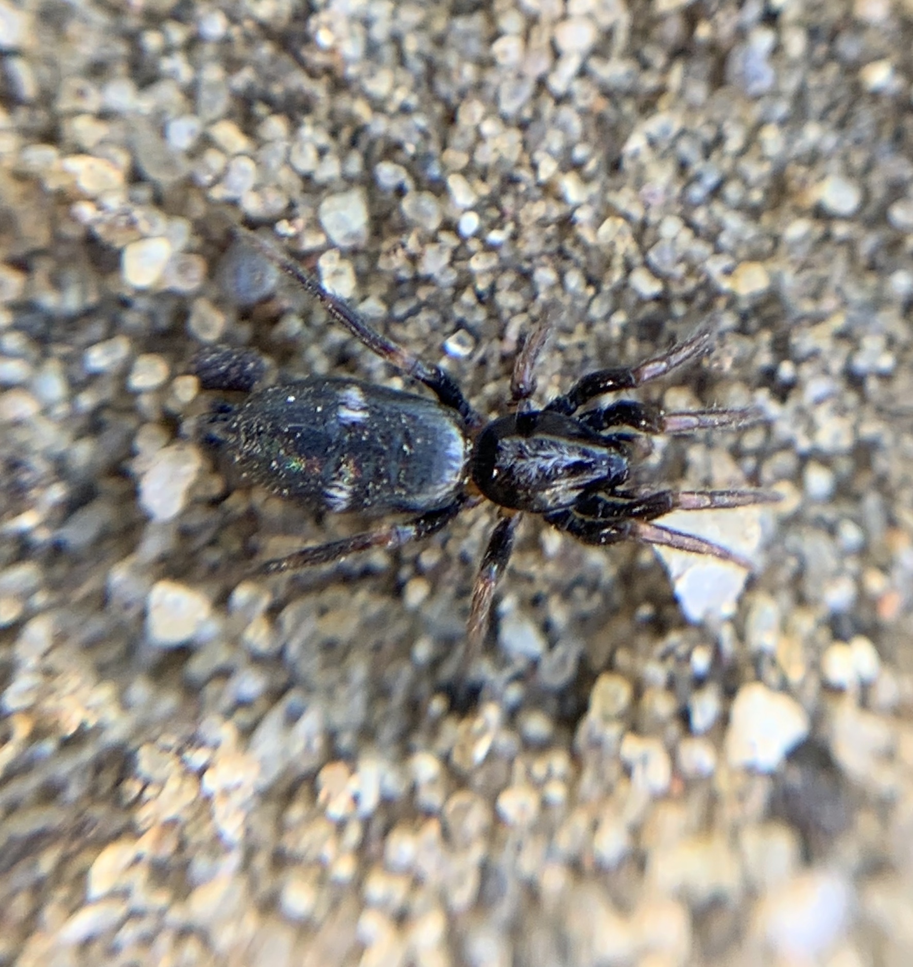 Aphantaulax trifasciata - háromfoltos kövipók