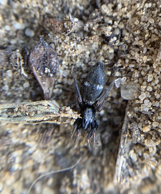 Aphantaulax trifasciata - háromfoltos kövipók