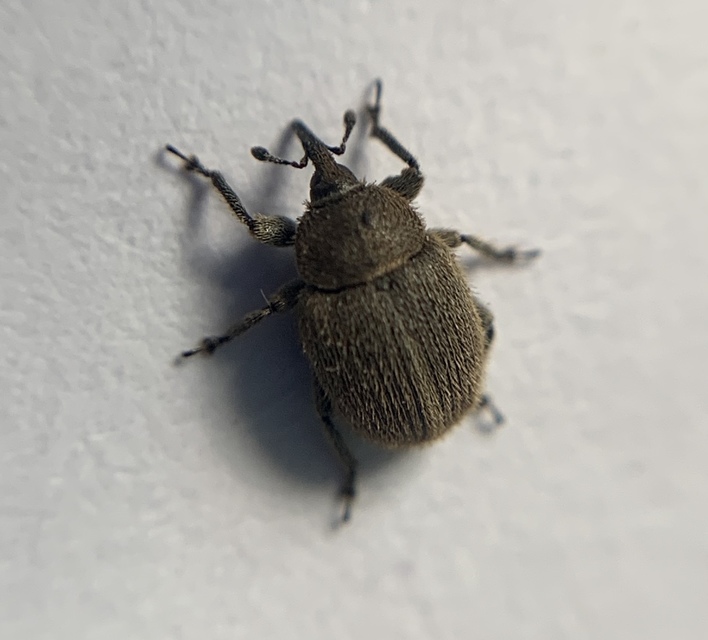 Rhinusa tetra - magtoklakó ökörfarkkóró-ormányos